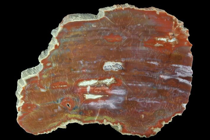 Vibrantly Colored, Polished Petrified Wood Section - Arizona #95068